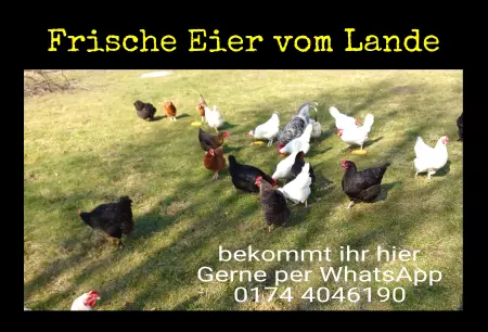 Geschaeftsschilder Tuerschilder Eingang Firma Frische Eier vom Land Bild